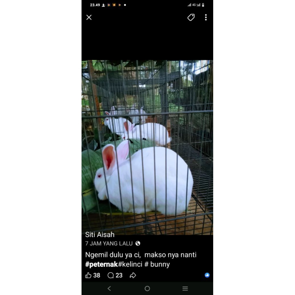 Kelinci NZW Remaja Siapan Kelinci usia 4-5 bulan