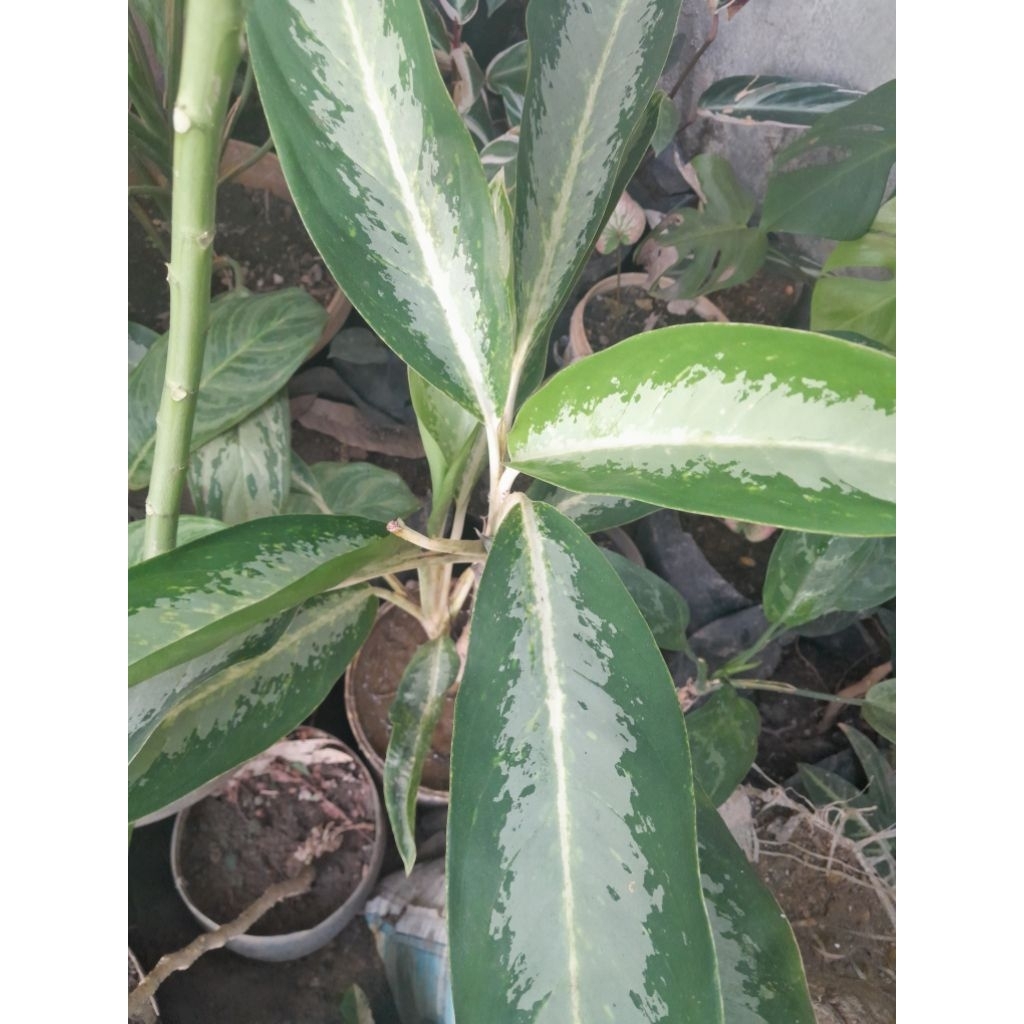 Aglonema Difen Sifan