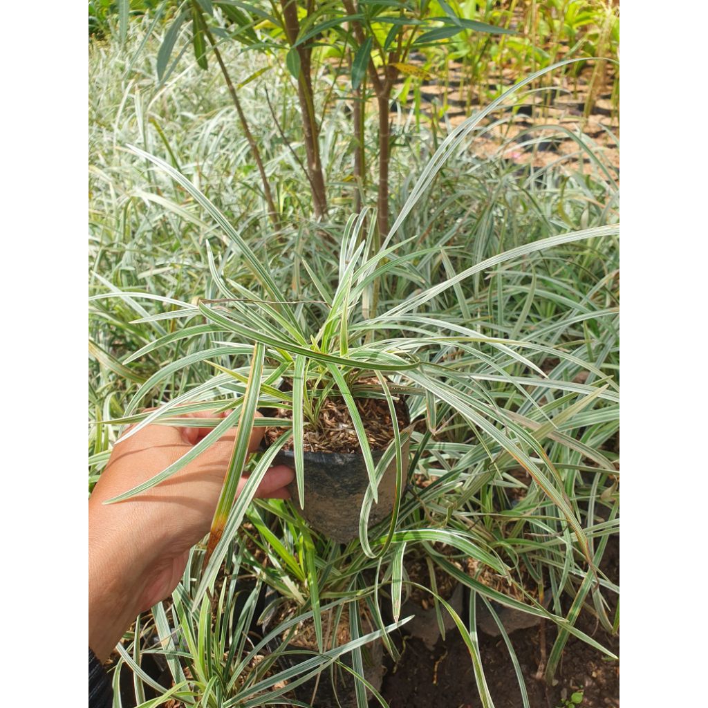 (isi 3) Tanaman hias lili paris alang- alang putih ophiopogon jaburan