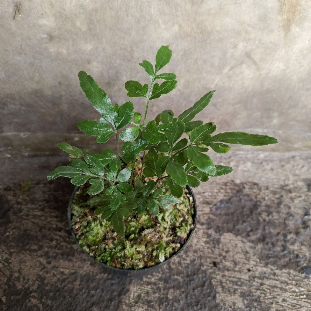 Pteris Ensiformis - Paku Pakuan pakis fern Tanaman Hias Paludarium Terrarium Vivarium