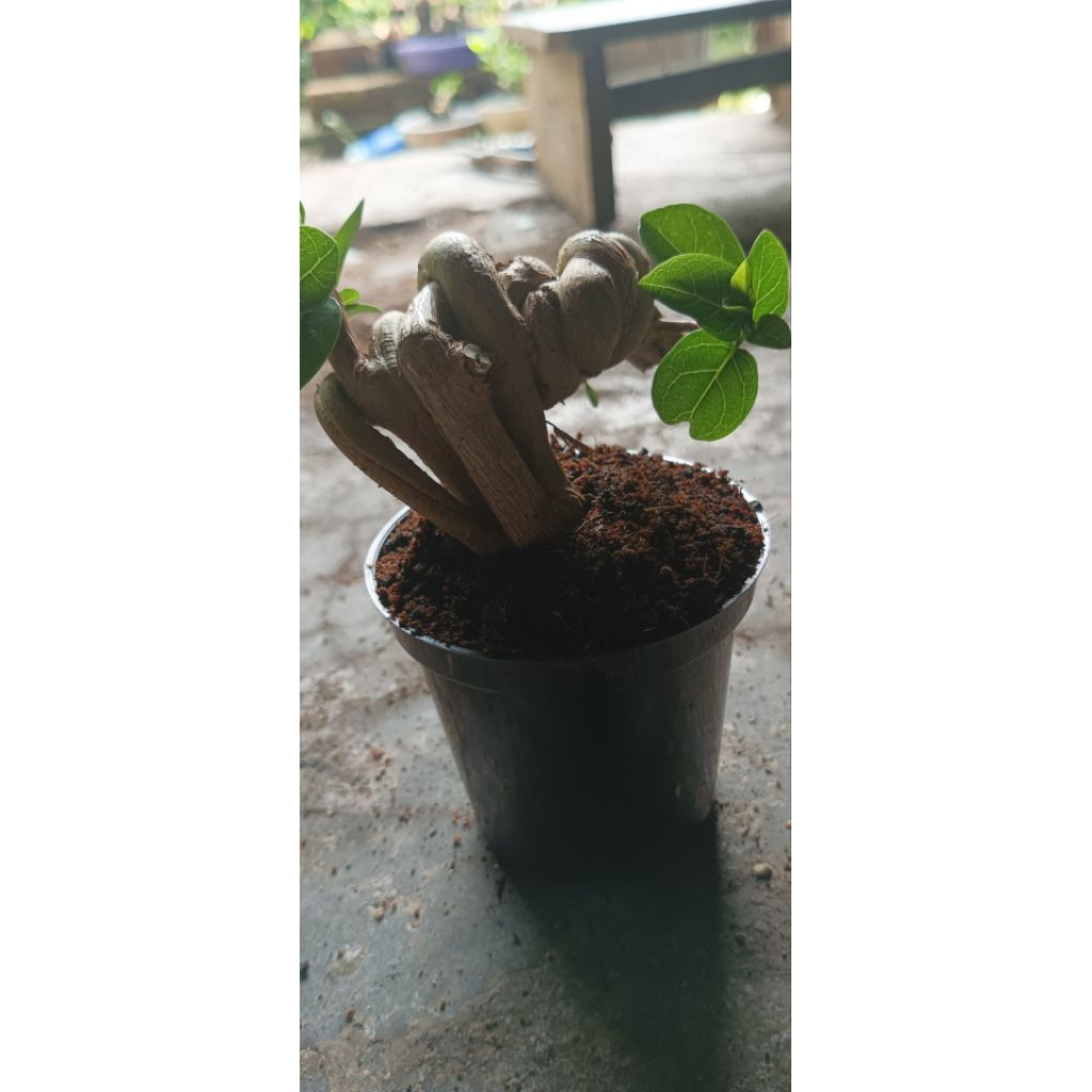bonsai mini sancang