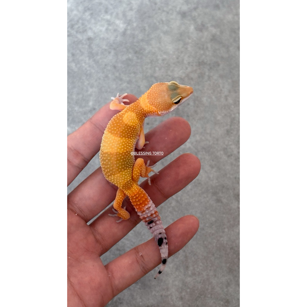 Leopard Gecko SHTCT
