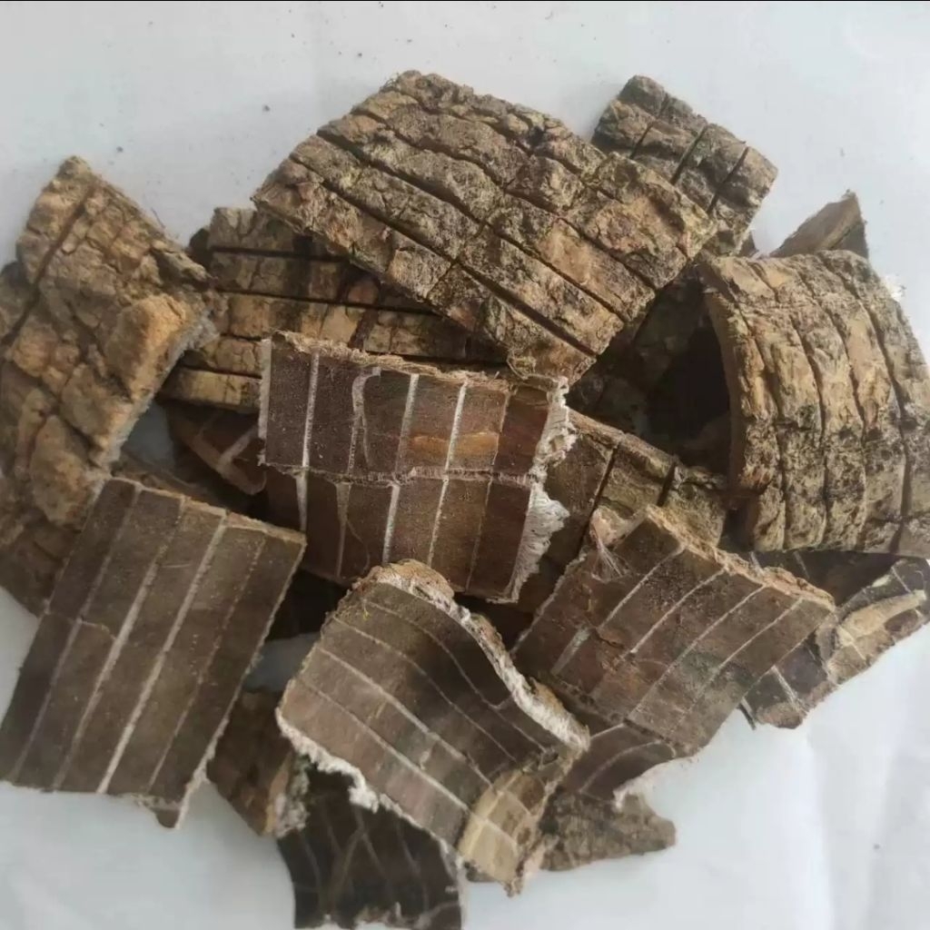 duzhong / thuchung 100 gram Eucommia ulmoides