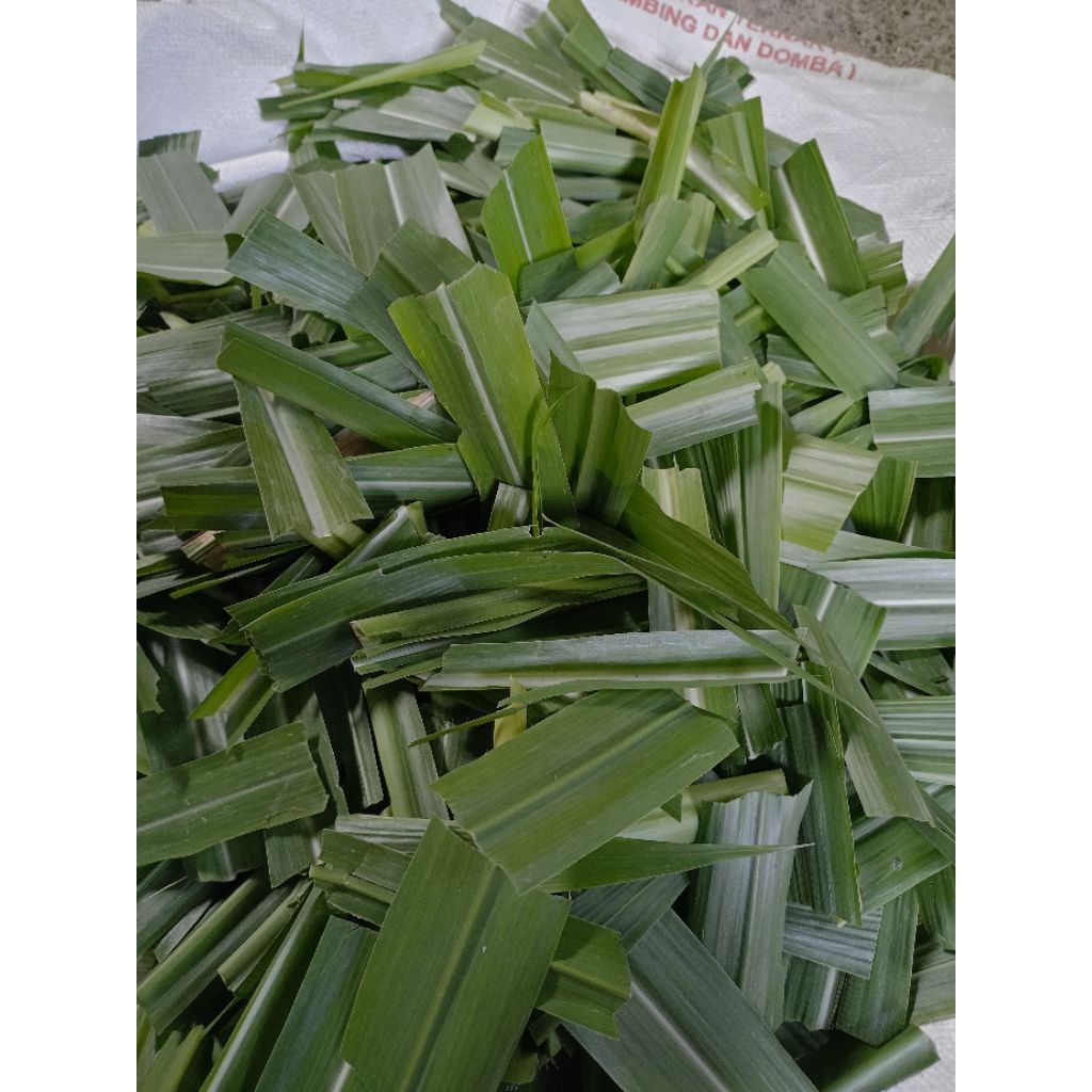 rumput pakan ternak murah untuk kelinci kambing rumput odot