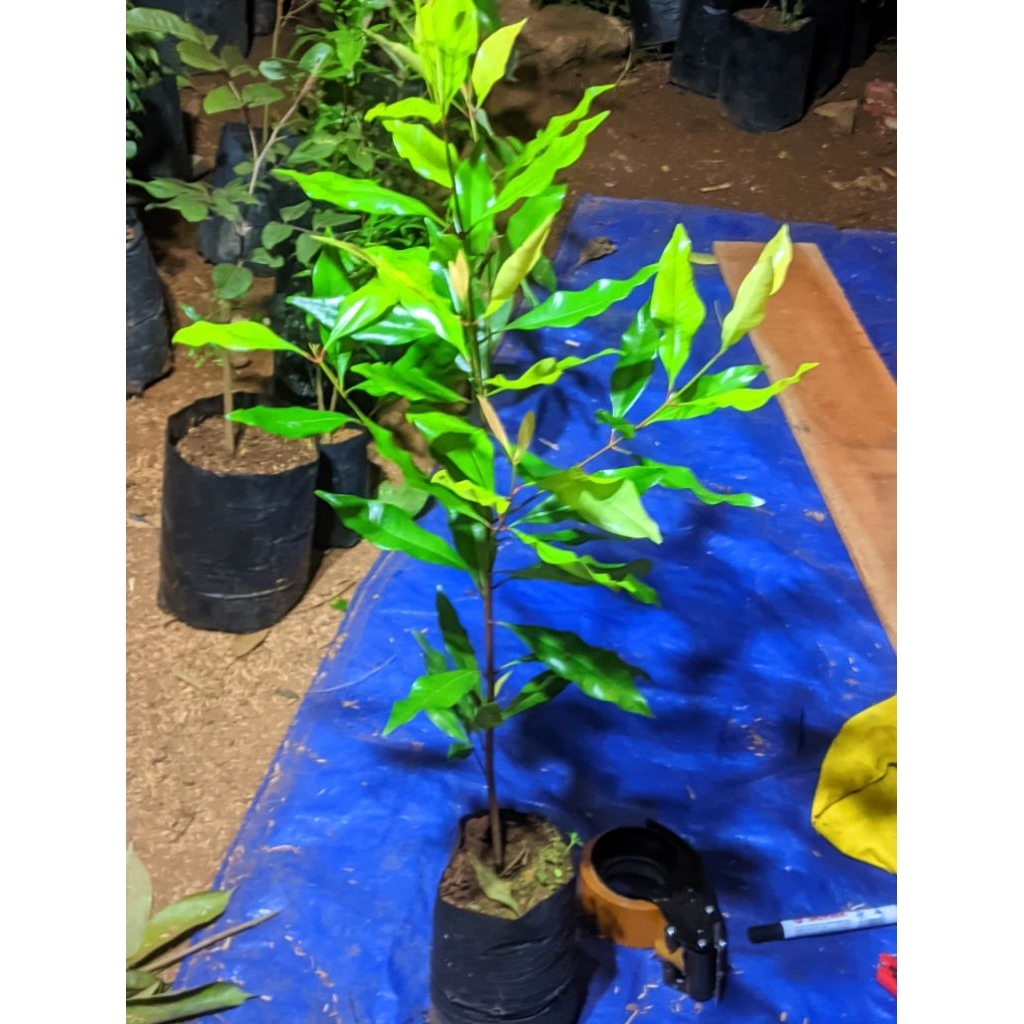 Bibit Cengkeh Unggul Kualitas Super – Pohon Cengkeh Zanzibar / Rayuan – Bibit Tanaman Perkebunan Tin