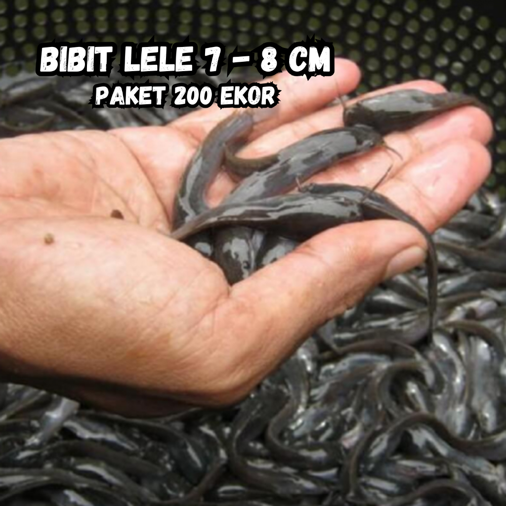 Bibit Lele Jumbo Isi 200 Ekor Cepat Besar  Sehat & Berkualitas Cocok Untuk Tebar Kolam / Bioflok