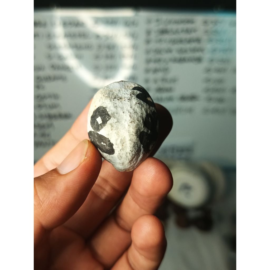 MUNCANG ADU JAWA ARIN ORI 100%