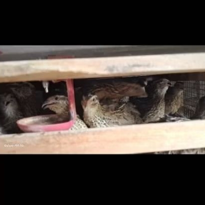 TELUR PUYUH FERTIL GPS HITAM BLASTER PAKET 30 BUTIR UNTUK DITETASKAN.