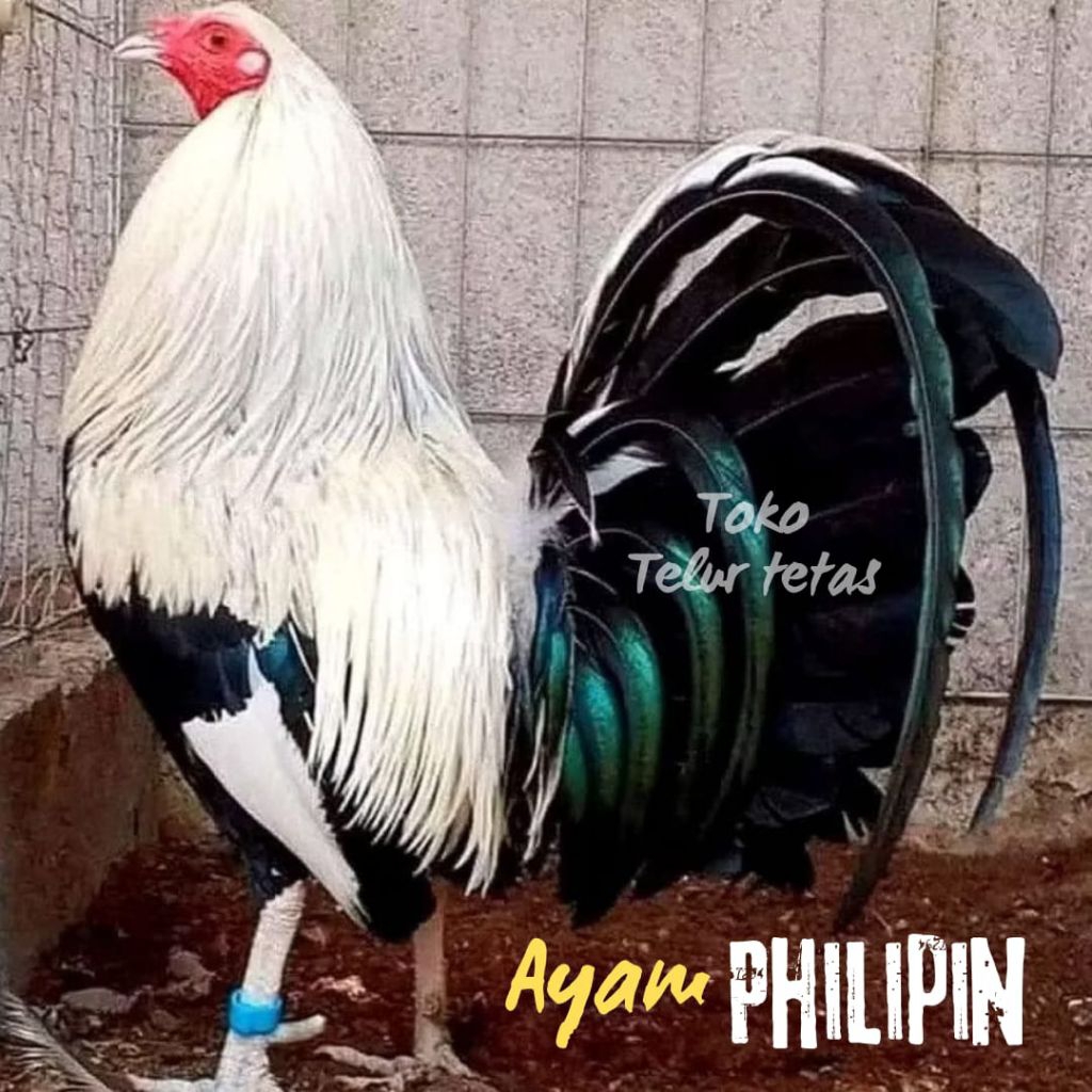 TELUR AYAM PHILIPIN AK 47