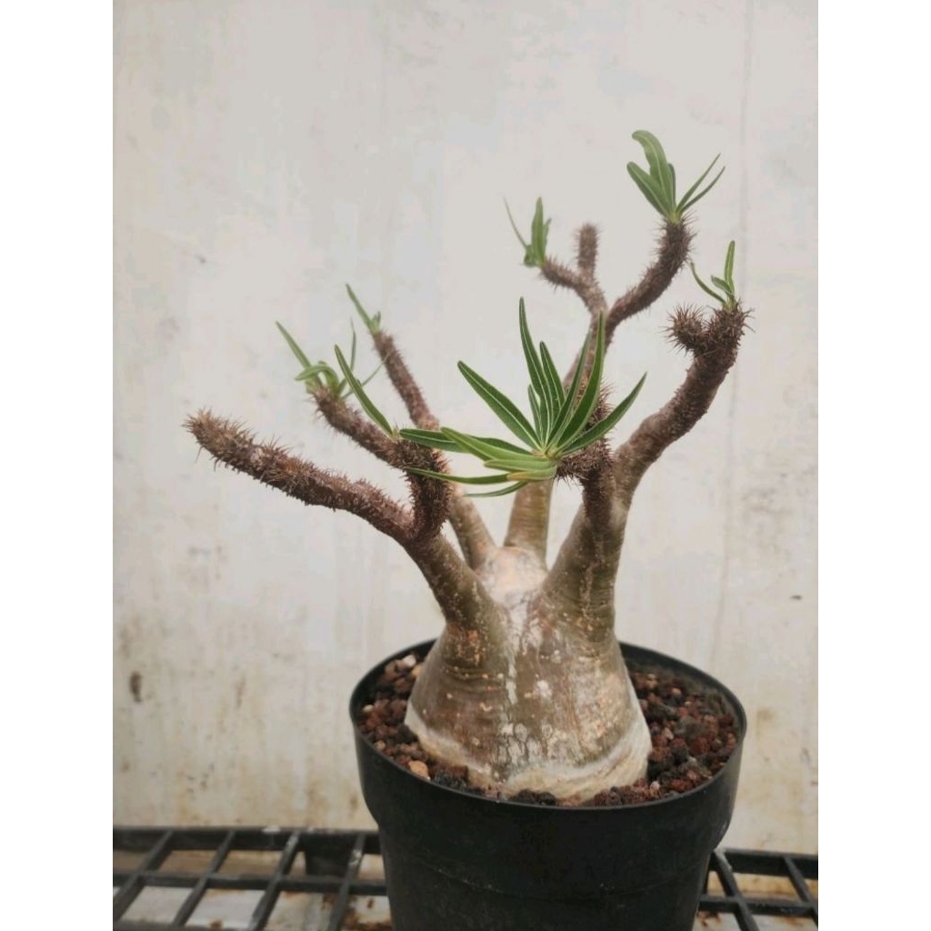 Pachypodium gracilius