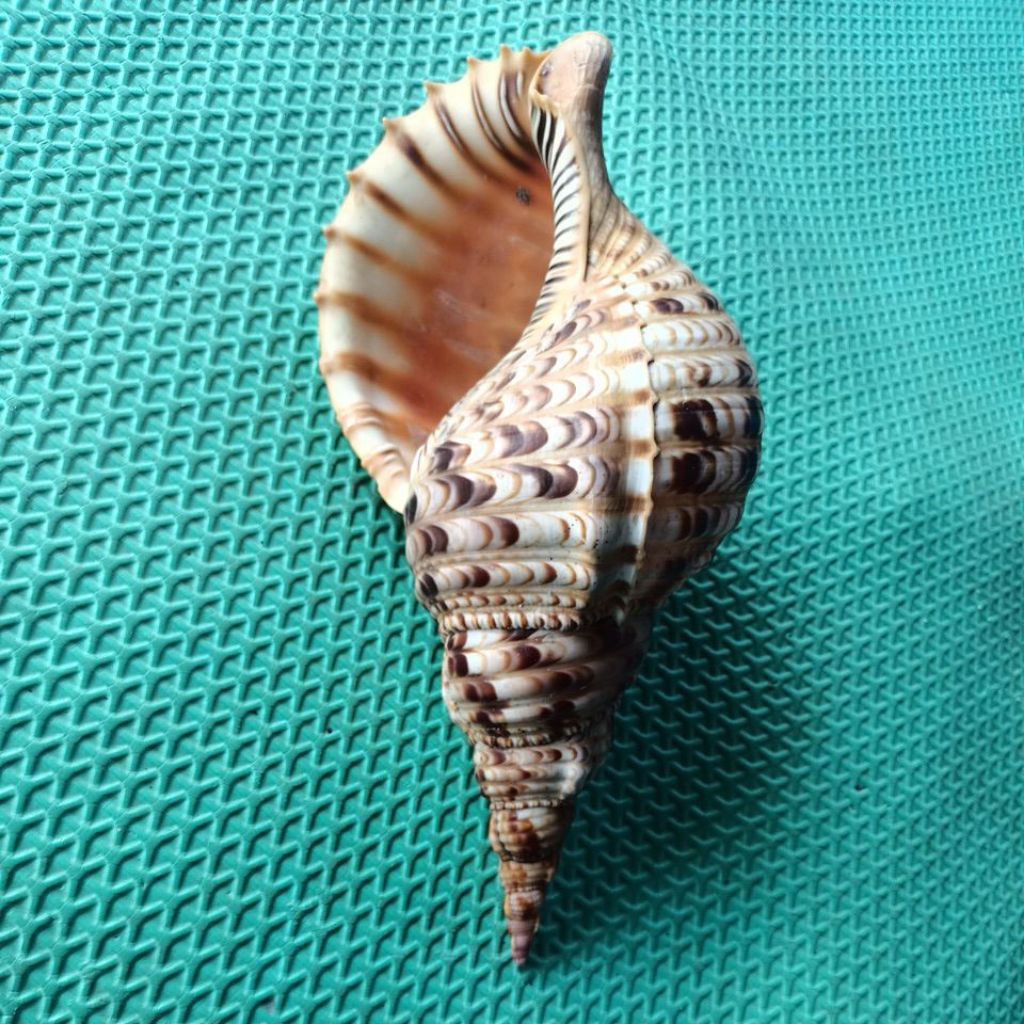 CANGKANG-KERANG-TRITON-PAJANG-32-CM