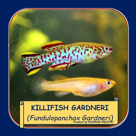 IKAN HIAS AIR TAWAR - KILLIFISH GARDNERI / FUNDULOPANCHAX GARDNERI / BLUE LYRETAIL (IKAN AQUASCPAE) 