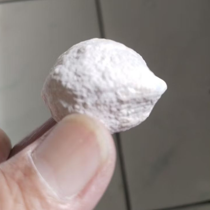 Kemiri Adu Muncang Adu Mayit Kobra Size Kecil