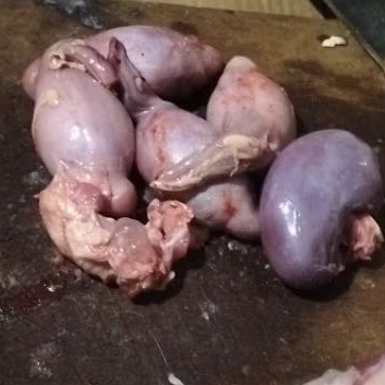 TORPEDO KAMBING 2PCS