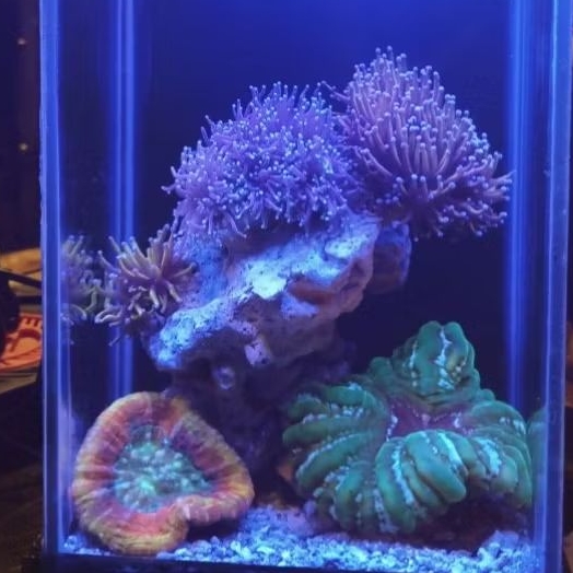 aquarium air laut fullset