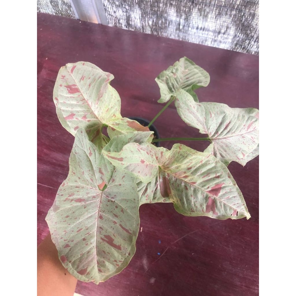 Syngonium-Milk confetti