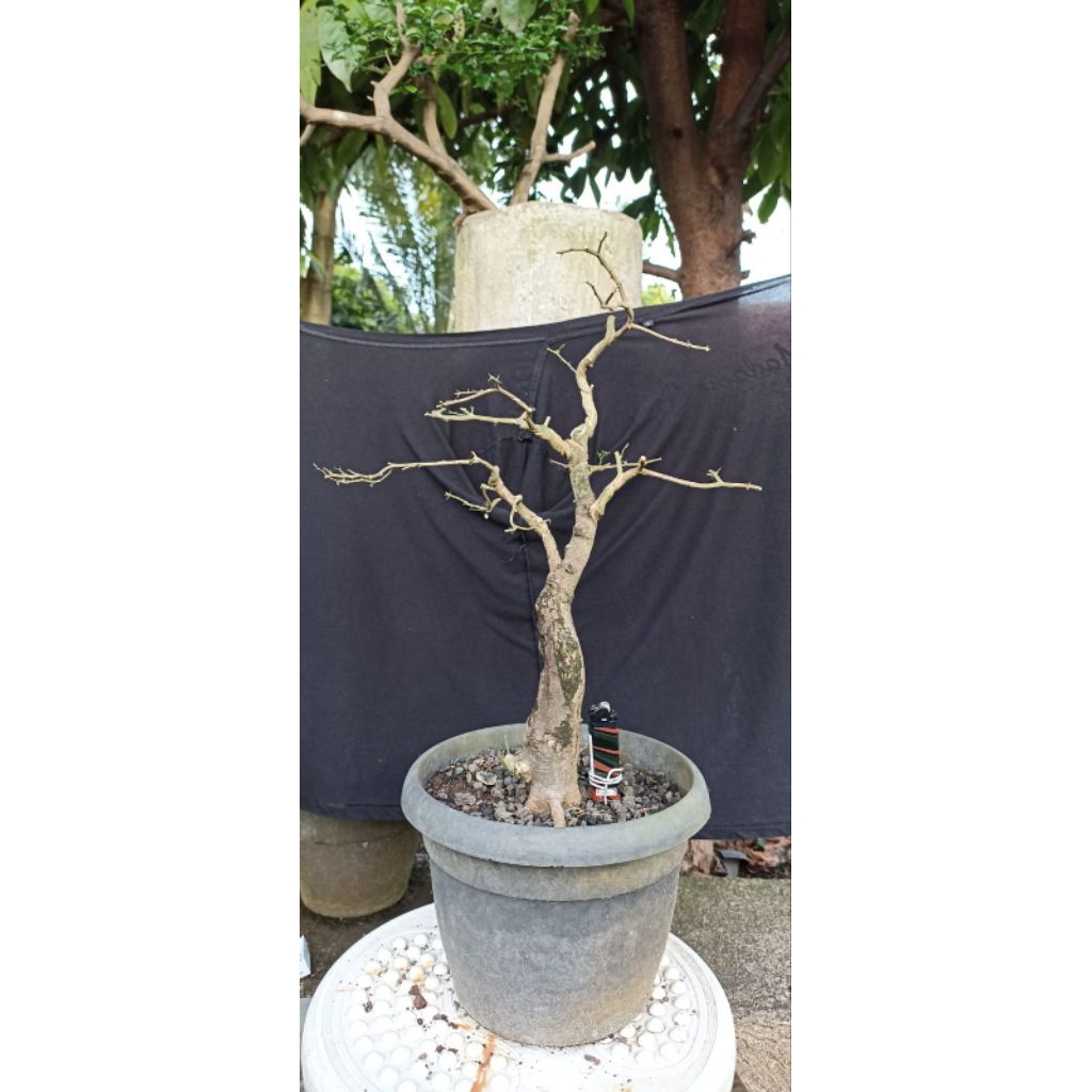 Bonsai jeruk kingkit/Bahan bonsai jeruk kingkit