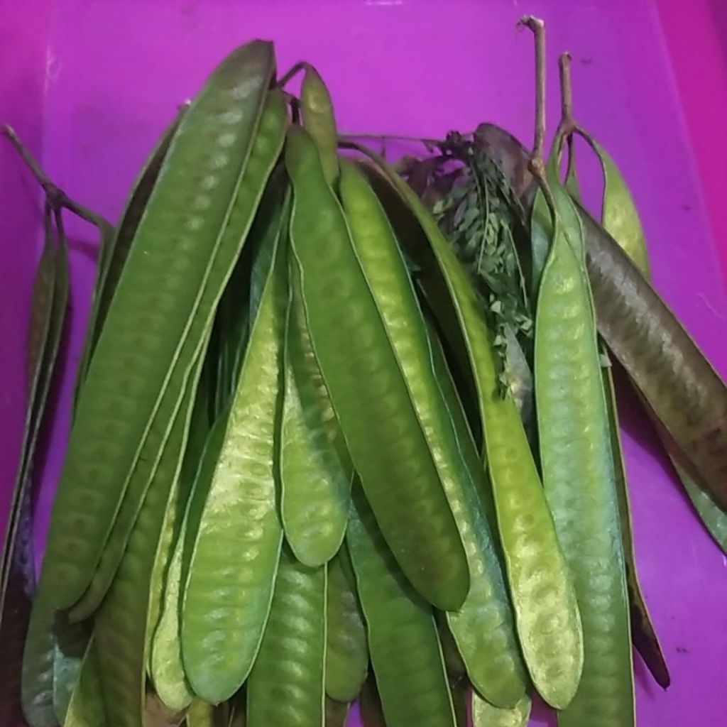 Sayur Petecina Toro Lamtoro petik segar