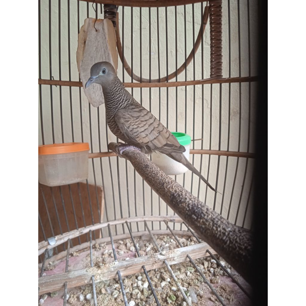 perkutut cemani Majapahit gacor