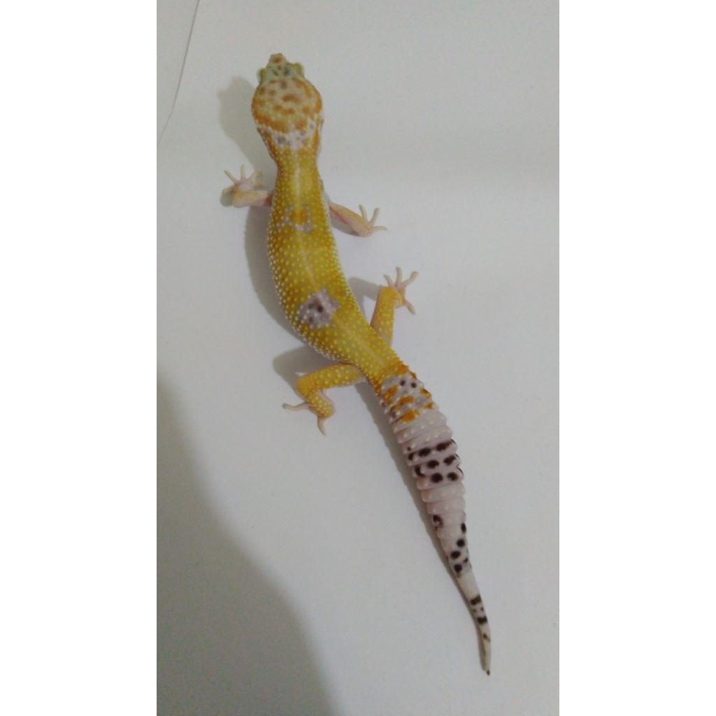 Mainan Gecko Hypo Mack Snow