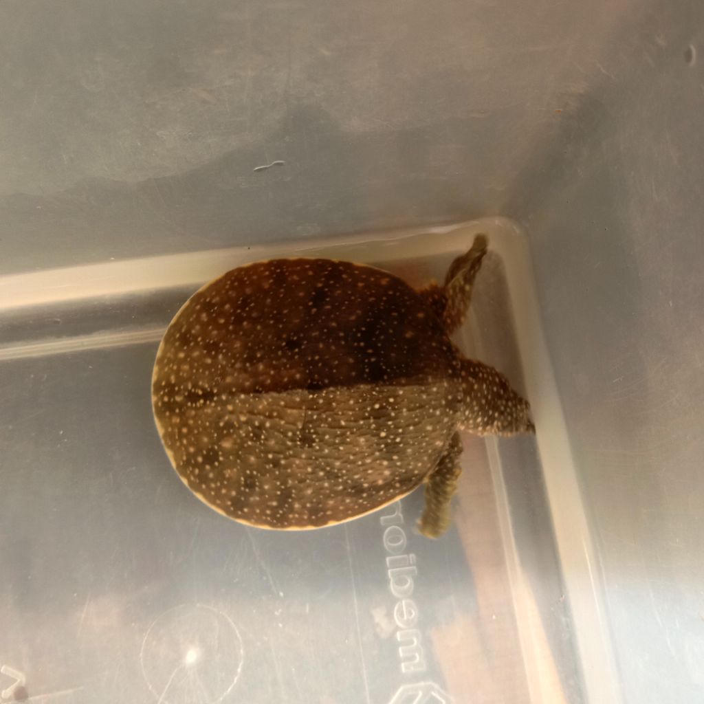 Pelet Bulus Labi Labi Amyda Cerah