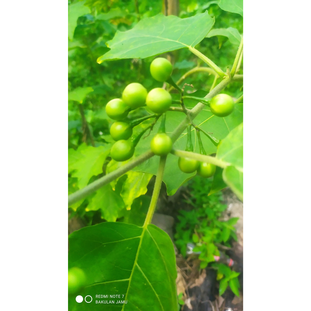 TEKOKAK, TERONG PIPIT, RIMBANG