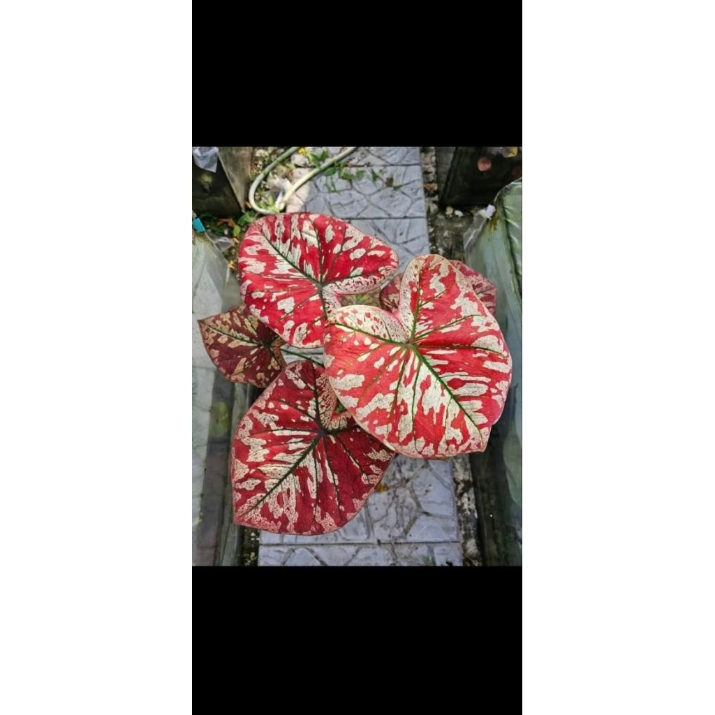 Tanaman Caladium Thailand Universe  ready remaja