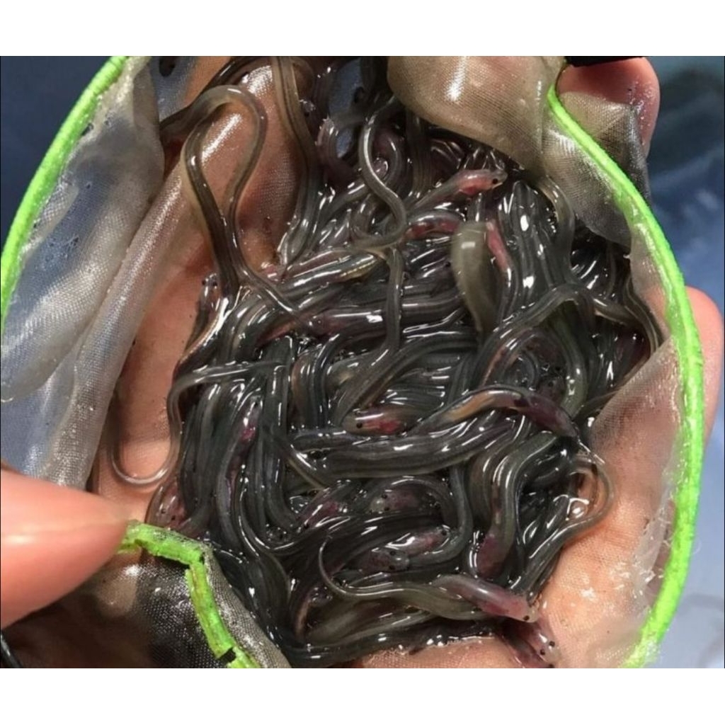 (COD) obral sidat glass eel 50 ekor hiasan aquarium berkualitas