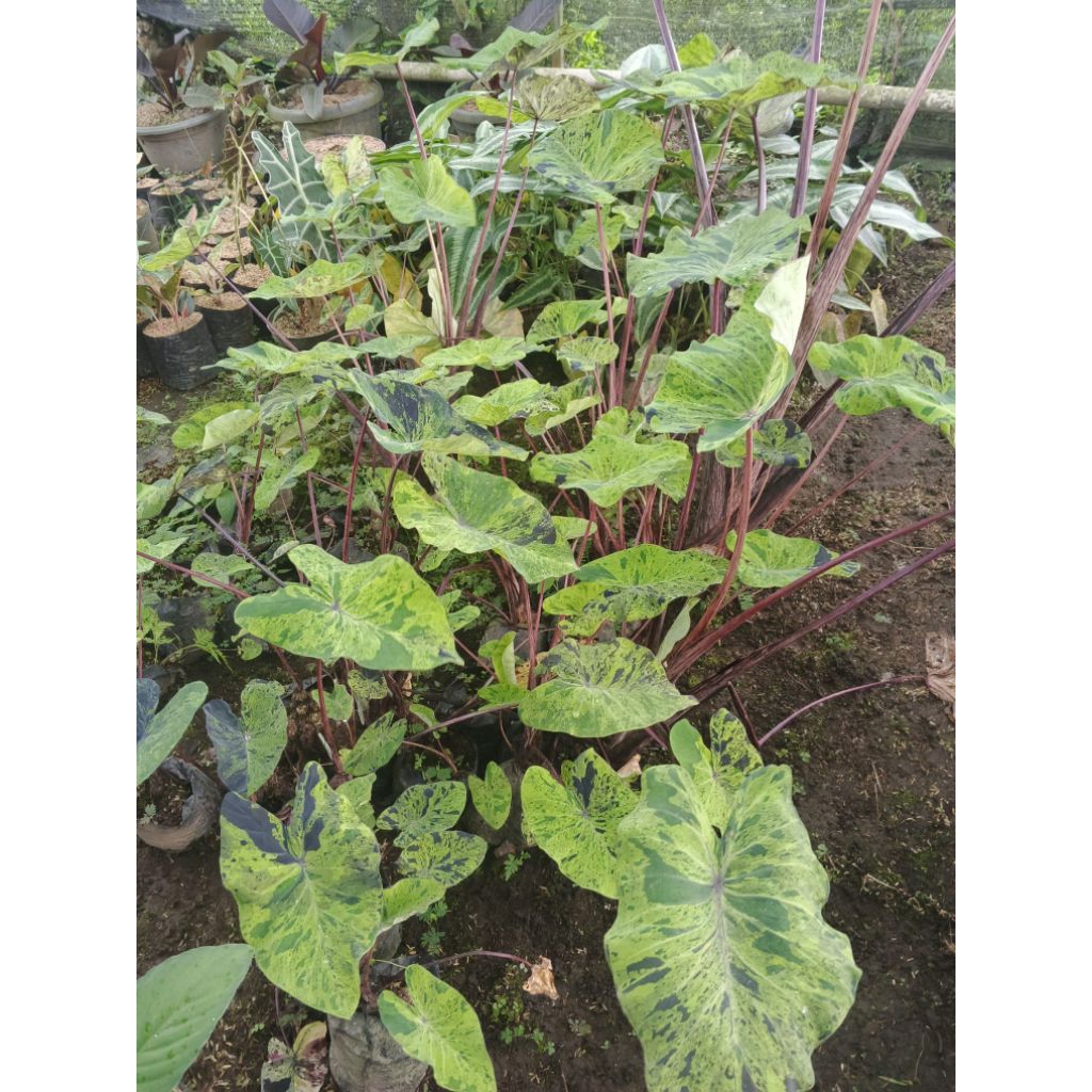 tanaman colocasia mujito