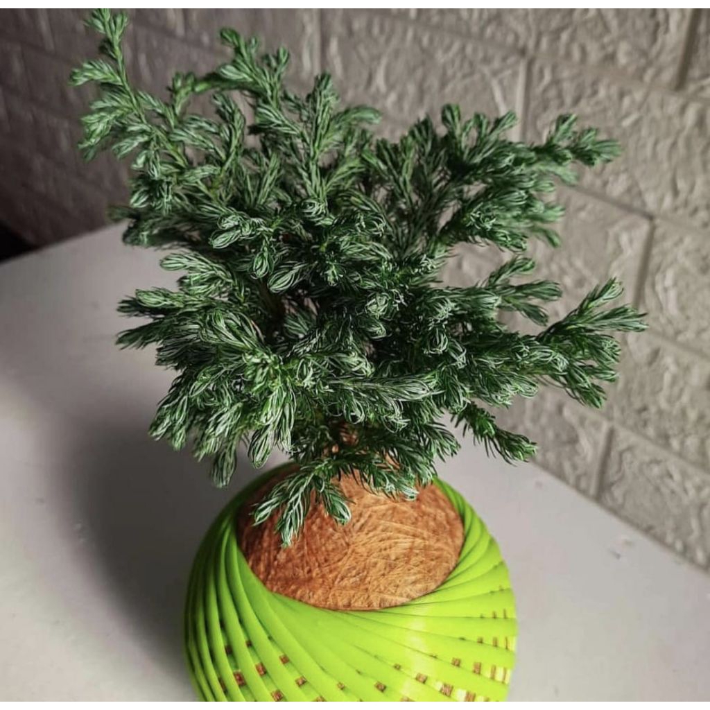 Pohon Cemara Perak Tanaman Hias Cemara Perak / Cemara Silver