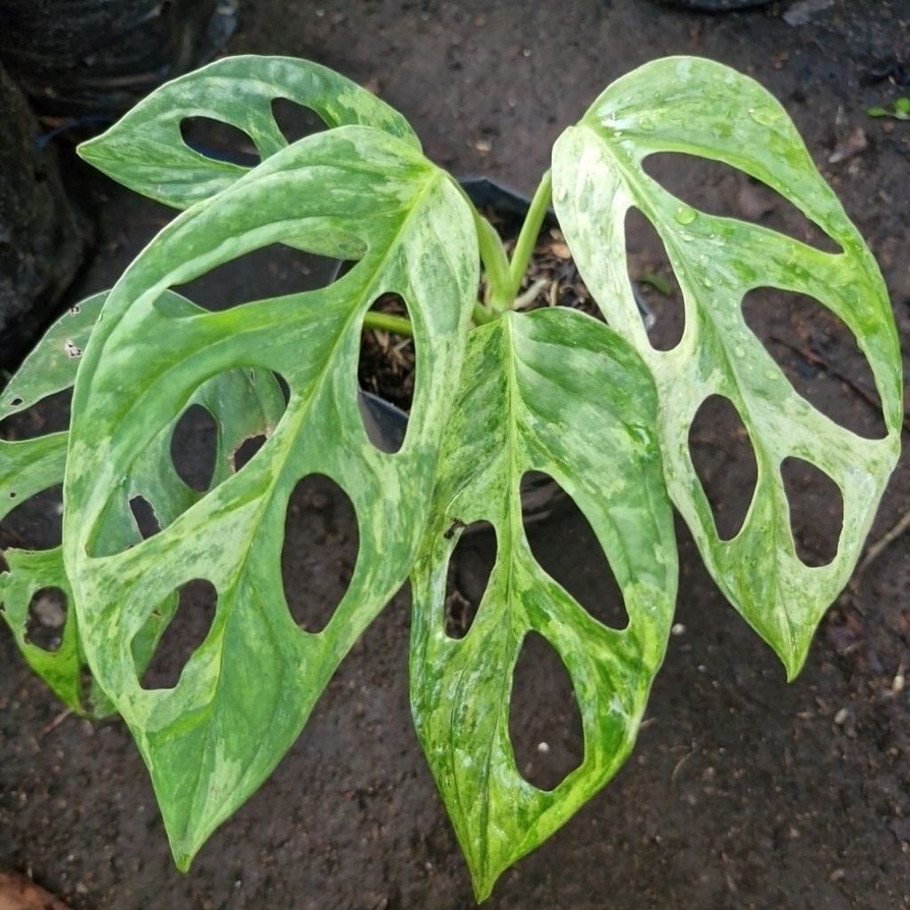 Janda bolong Variegata Lokal Andansoni Variegata Lokal