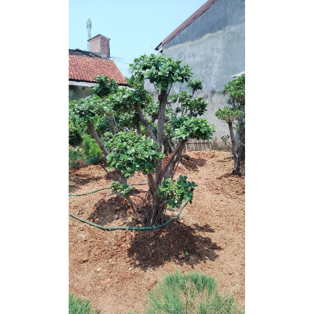 Bonsai beringin korea/Bonsai/Pohon bonsai beringin korea