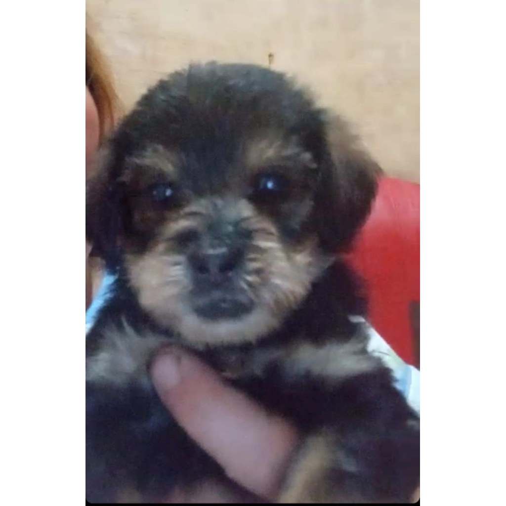 puppy poddle mix mini pom anak anjing opem adopsi