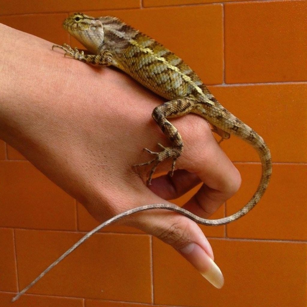 Mainan anak Bunglon londok atau Calotes