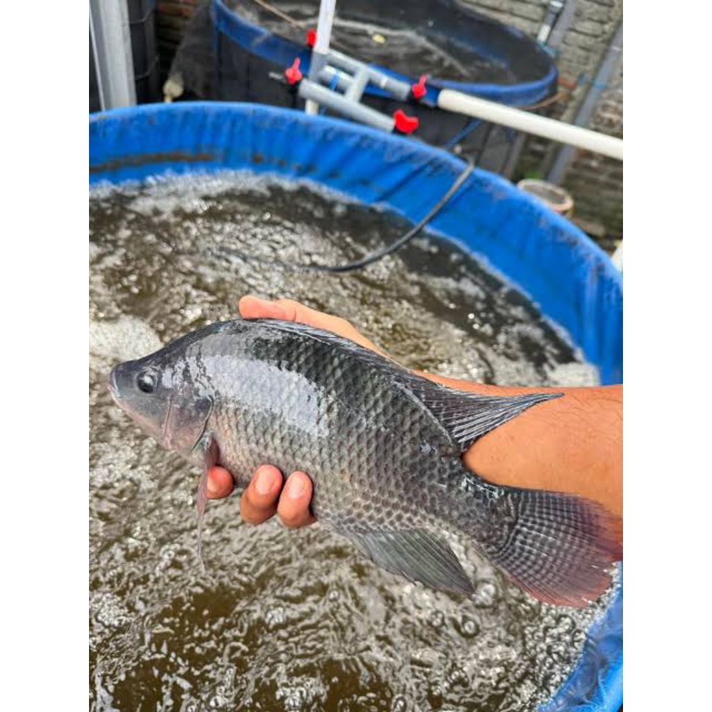 ikan nila 1kg hidup