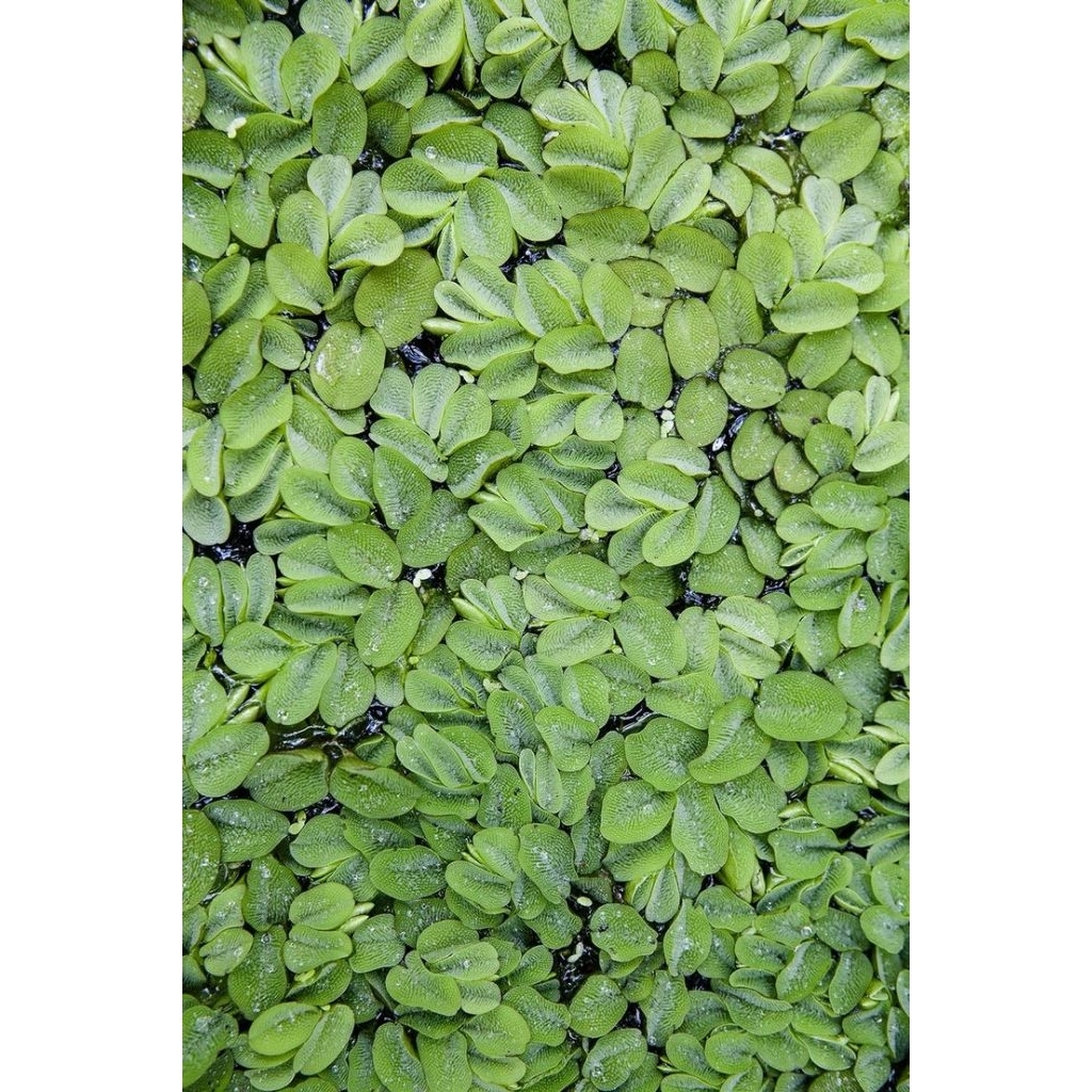 jual tanaman air bibit azola besar per 1 kg