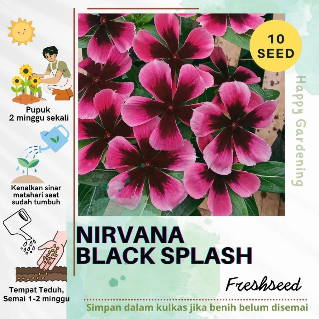 Biji / Benih vinca NIRVANA BLACK SPLASH