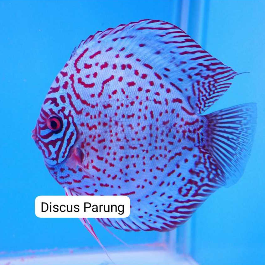 discus 1inch - blueleopard
