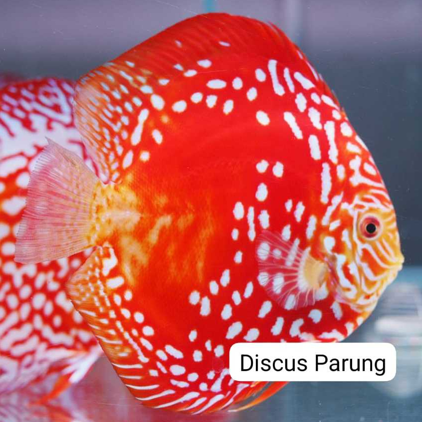 discus 1inch - red panda