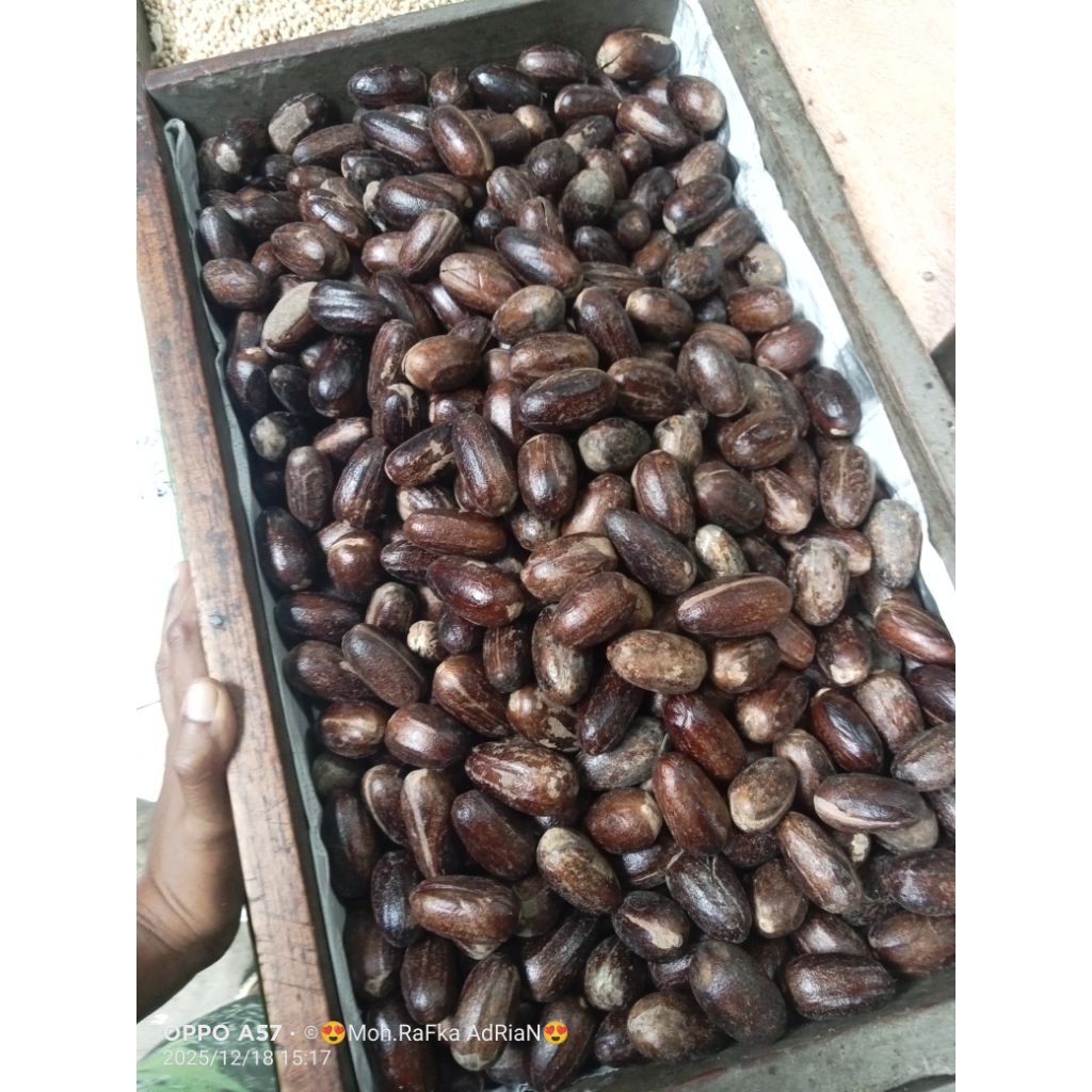 biji pala ambon lonjong fak fak 1 kg di jamin kocak