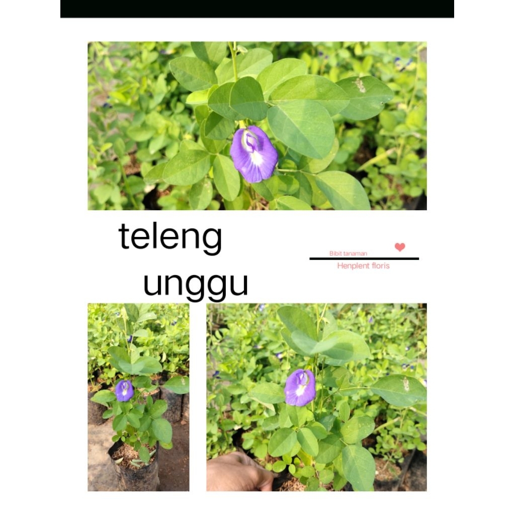 Bibit bunga taleng ungu herbal rambat bunga ungu