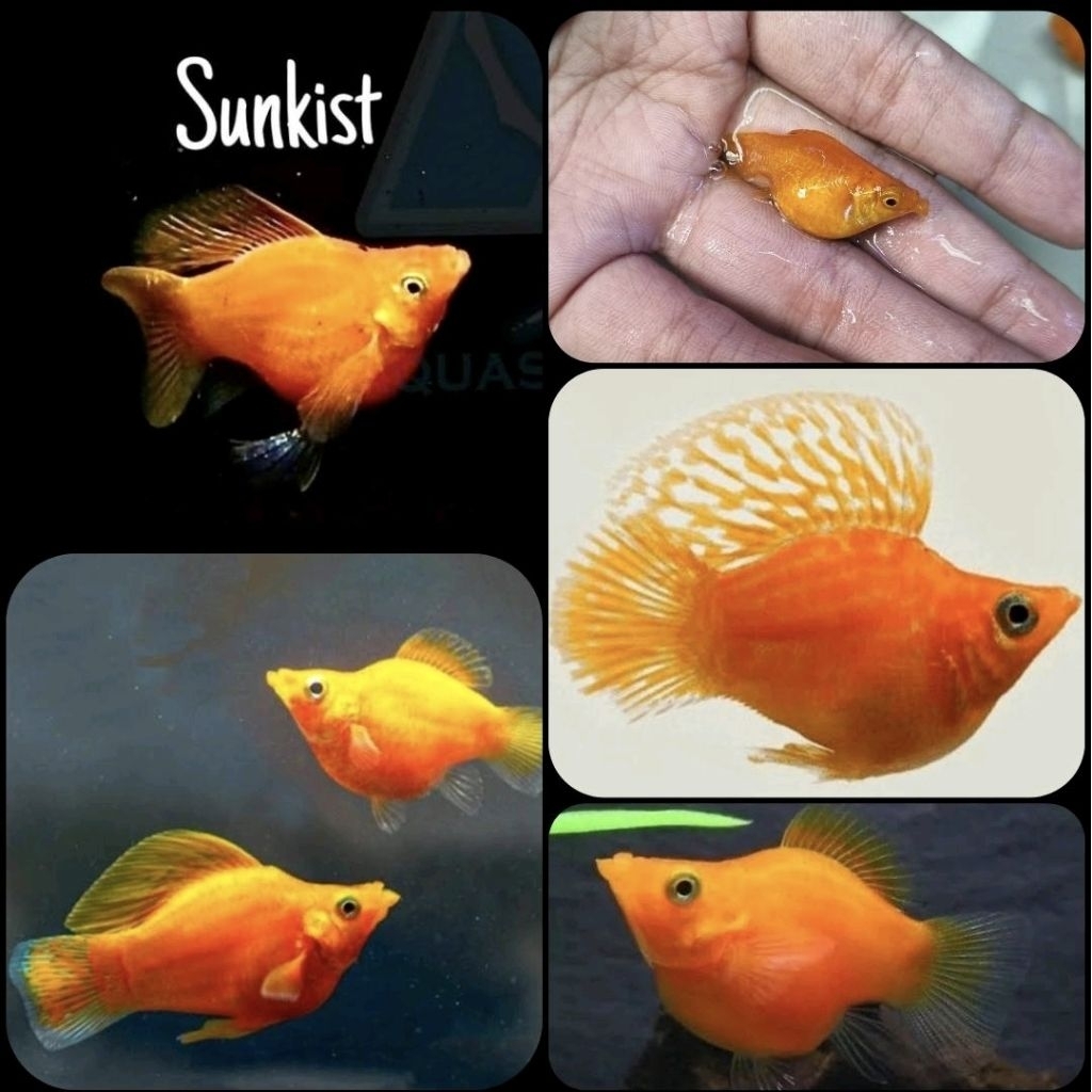 ikan hias molly sunkist balon untuk aquarium dan aquascape