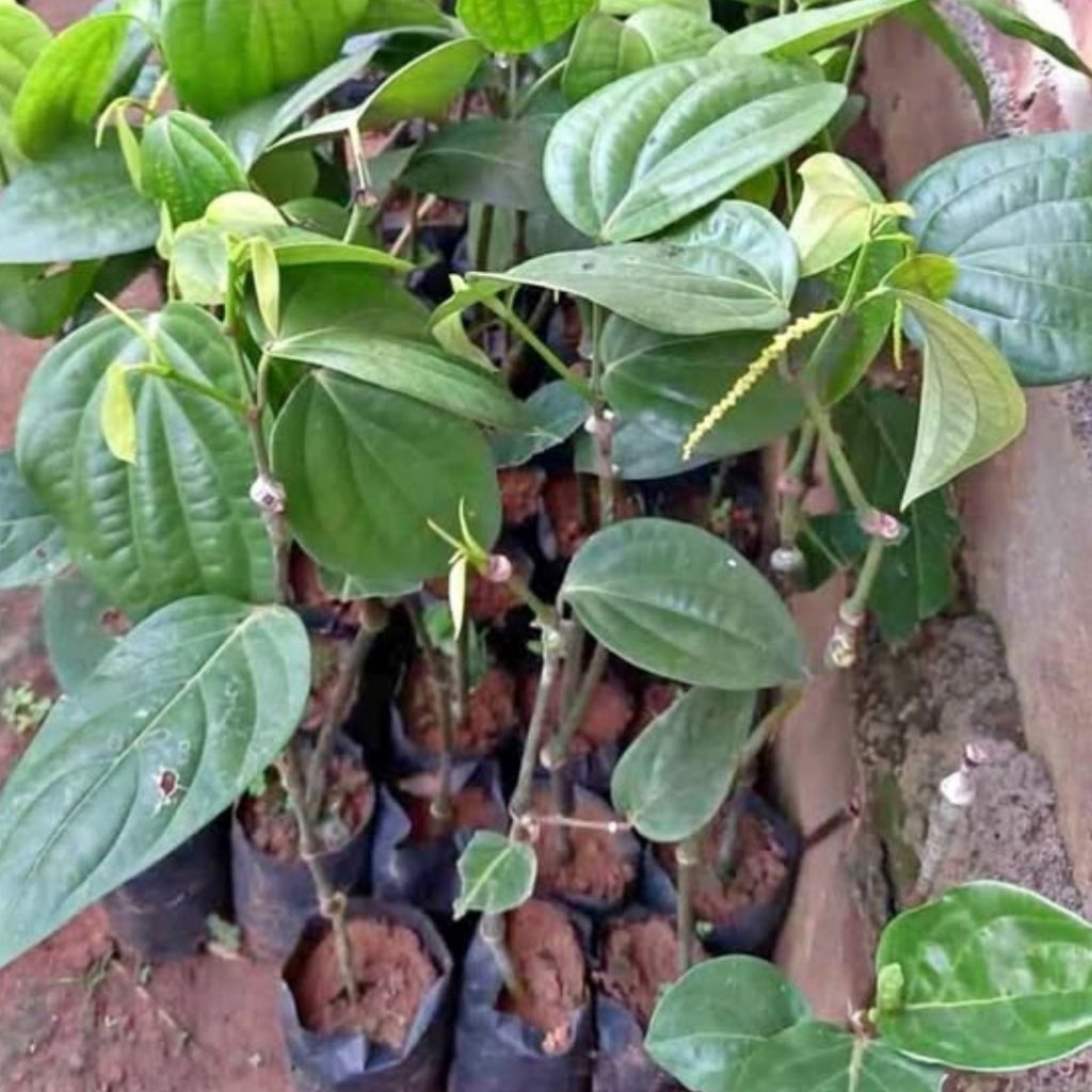 Bibit Kemukus / Bibit Rinu / Lada Jawa Kualitas Super