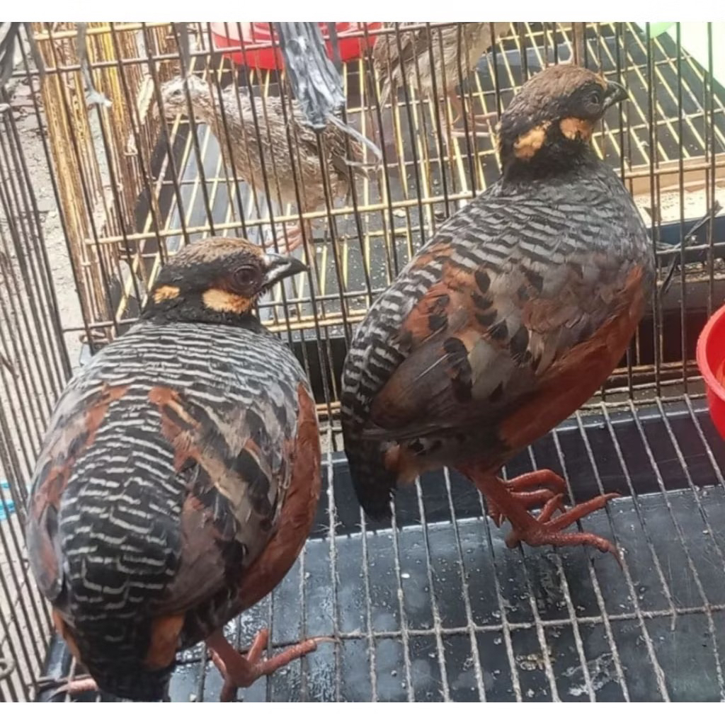 Puyuh GONGGONG  Rawatan istimewa