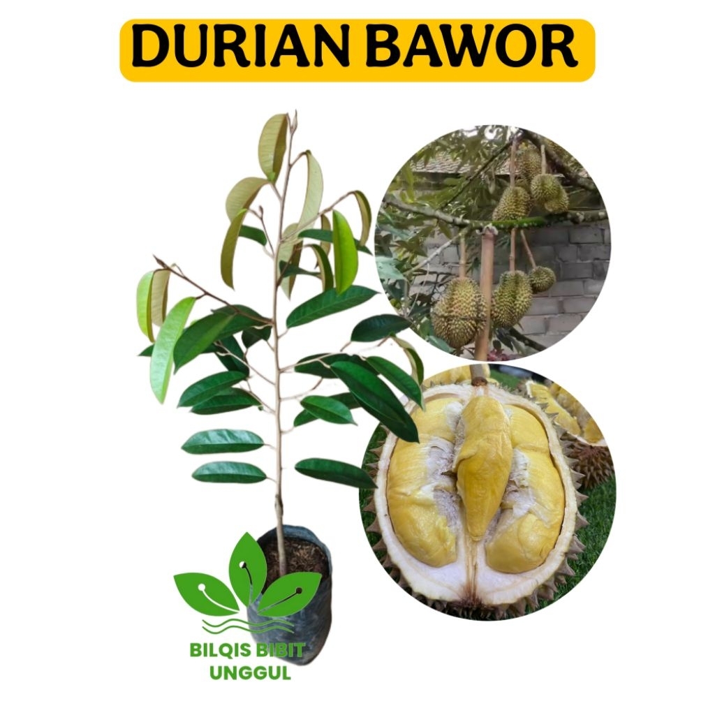 BIBIT BUAH DURIAN BAWOR