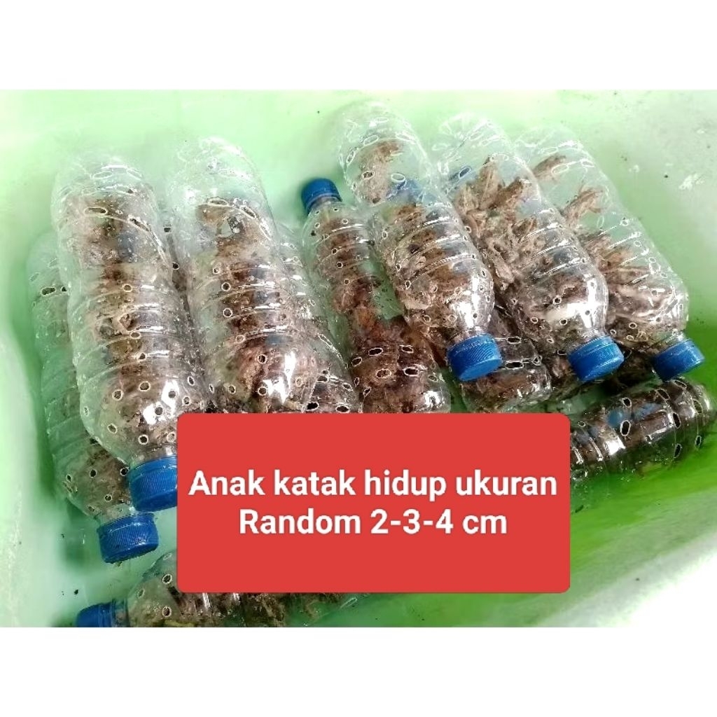 Pakan ikan arwana / ikan channa / ikan predator