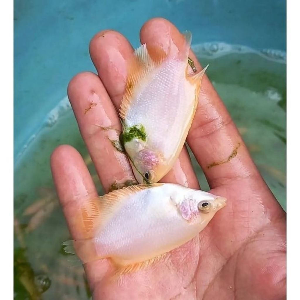 bibit gurame Padang paketan 10 uk jempol