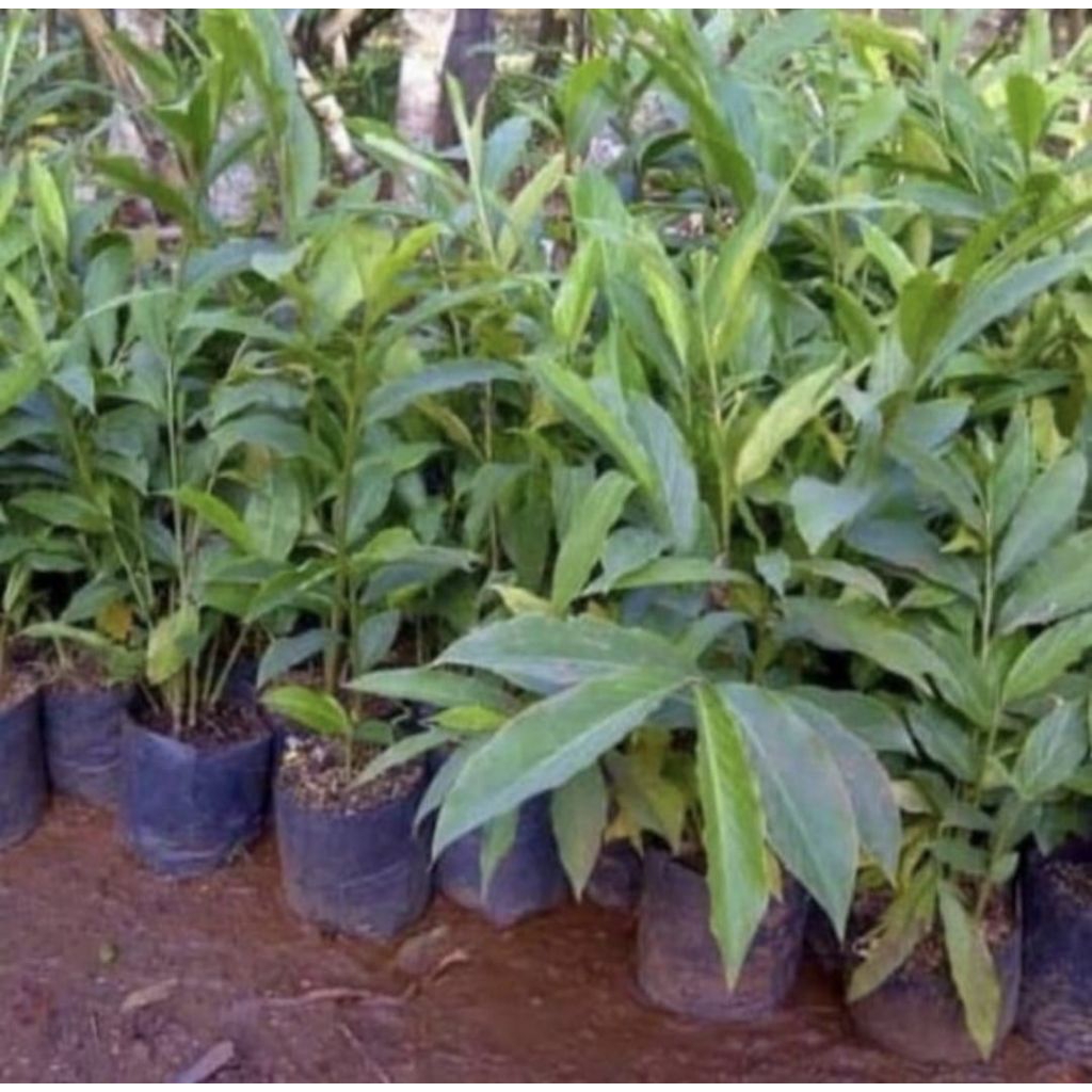 Pohon Honje Hijau / Kecombrang Bibit Tanaman Pohon Honje Hijau