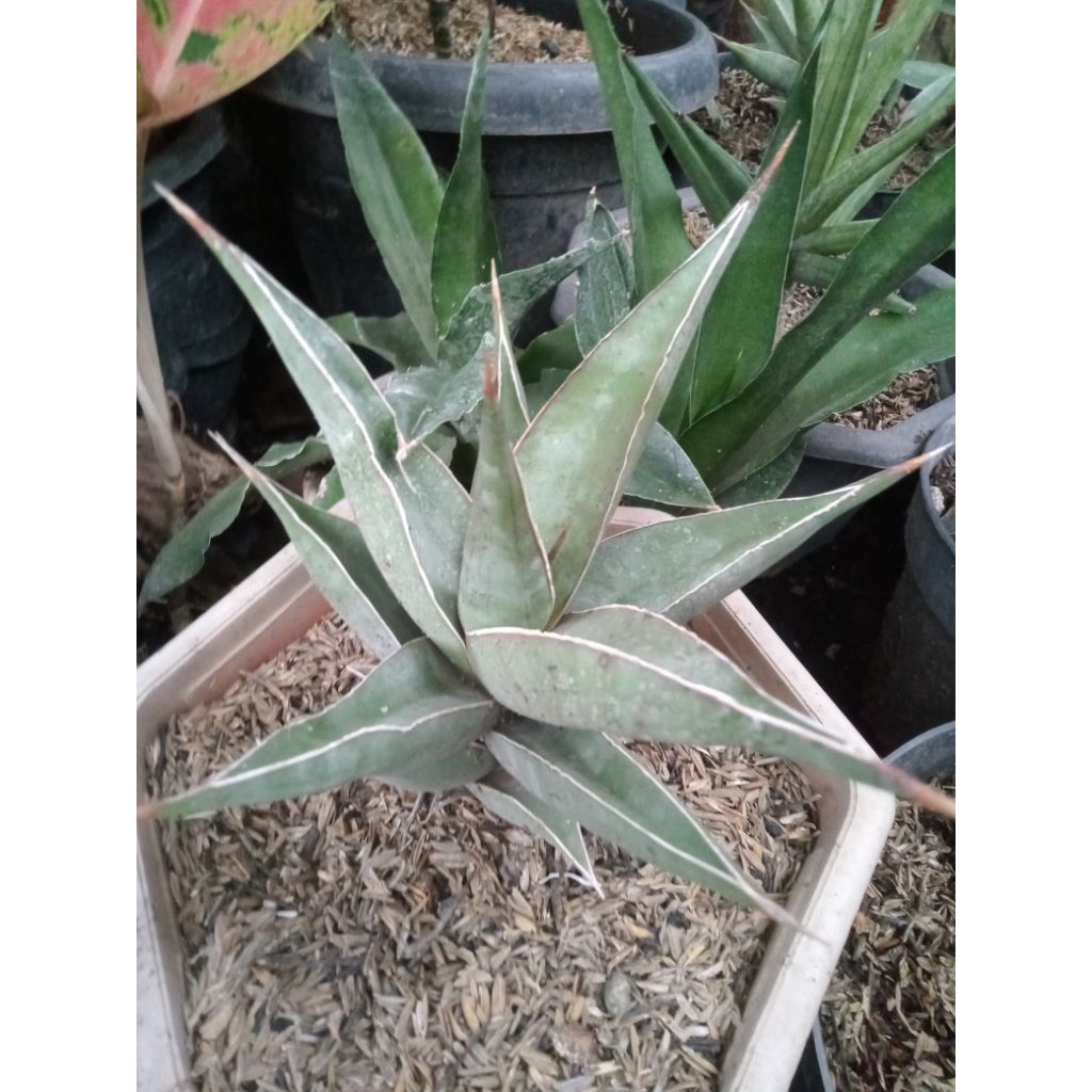Sansevieria pinguicula