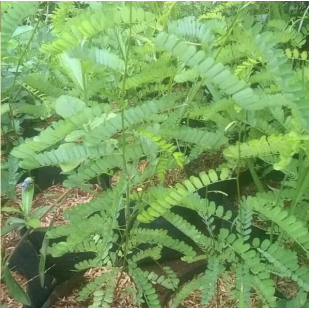 Pohon Saga Tanaman Herbal Bibit Pohon Daun Saga